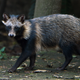 A raccoon dog at the Chapultpec Zoo in Mexico City